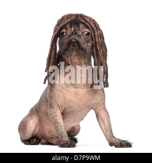Glabre di razza mista, un incrocio tra un bulldog francese e cinese Crested cane, con parrucca dreadlock contro uno sfondo bianco Foto Stock