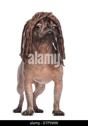 Glabre di razza mista, un incrocio tra un bulldog francese e cinese Crested cane, con parrucca dreadlock contro uno sfondo bianco Foto Stock