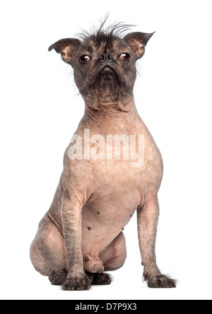 Glabre di razza mista, un incrocio tra un bulldog francese e cinese Crested cane, ritratto contro uno sfondo bianco Foto Stock