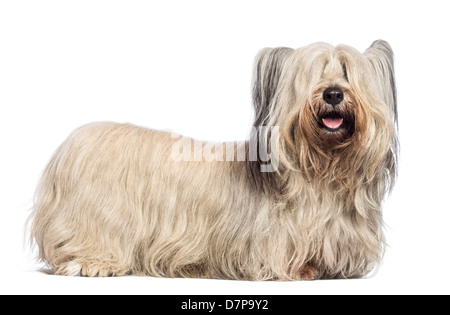 Skye Terrier contro uno sfondo bianco Foto Stock