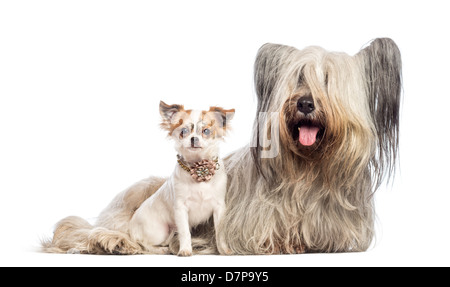 Chihuahua cucciolo, 6 mesi di età e Skye Terrier, 5 anni, seduti contro uno sfondo bianco Foto Stock