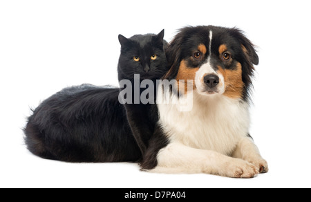 Gatto nero in piedi su Australian Shepherd disteso di fronte a uno sfondo bianco Foto Stock