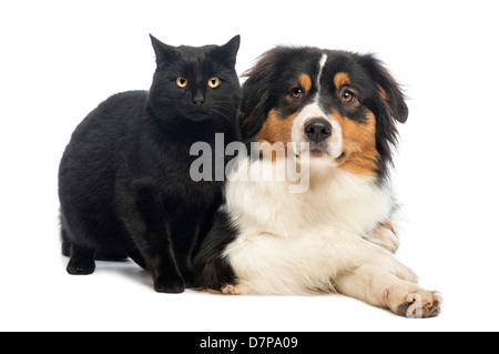 Gatto nero in piedi accanto al pastore australiano disteso di fronte a uno sfondo bianco Foto Stock