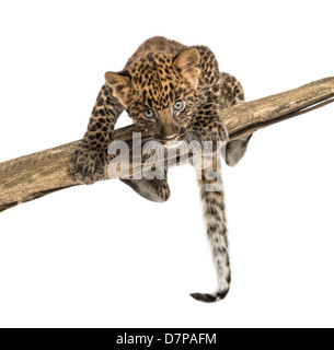 Spotted Leopard cub aggirava su un ramo, 7 settimane di età, contro uno sfondo bianco Foto Stock