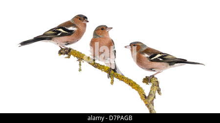 Tre Comuni fringuelli, Fringilla coelebs, appollaiato su un ramo contro uno sfondo bianco Foto Stock