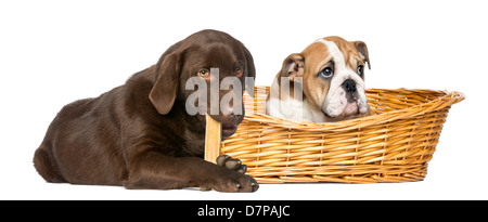 Bulldog inglese nel cestello e Labrador Retriever osso da masticare contro uno sfondo bianco Foto Stock