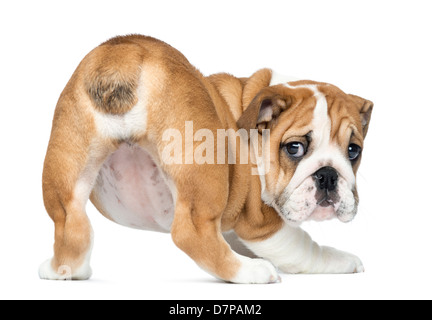 Vista posteriore di un Bulldog Inglese cucciolo, 2 mesi di età, guardando intorno contro uno sfondo bianco Foto Stock