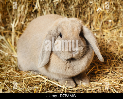 Grigio-lop earred coniglio nel fienile, close up Foto Stock