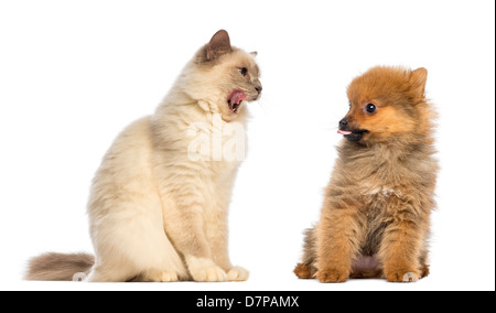 Gatto e Pomerania cucciolo seduto contro contro uno sfondo bianco Foto Stock