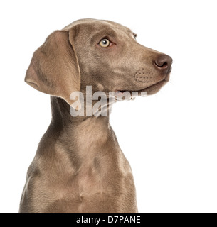 Close-up di un cucciolo Weimaraner profilo, 2,5 mesi, di fronte a uno sfondo bianco Foto Stock