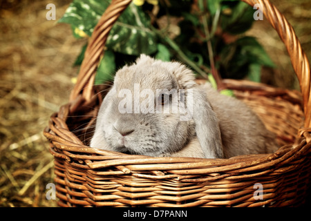 Grigio-lop earred coniglio in cesto su fienile Foto Stock