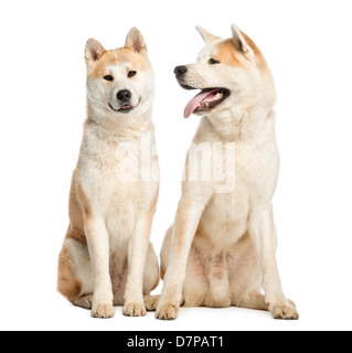 Due Akita Inus, 2 anni, seduti contro uno sfondo bianco Foto Stock