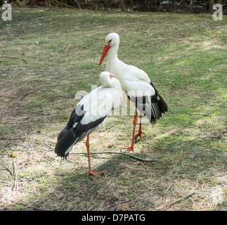 Coppia cicogne bianche Woodland Wildlife Park Herne Bay Foto Stock