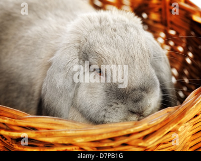 Grigio-lop earred coniglio in cesto in vimini, close up Foto Stock