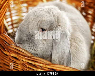 Grigio-lop earred coniglio in cesto in vimini, close up Foto Stock