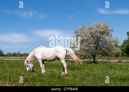 White Horse pascolano sul prato verde vicino a melo in primavera con fiori di colore bianco Foto Stock