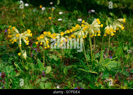 Cowslip (Primula veris) - raccolta di un gruppo, Echte Schlüsselblume (Primula veris) - Ansammlung einer Gruppe Foto Stock