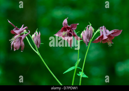 Aquilegia alpina, scuro, blossom vista da vicino, Aquilegia (Aquilegia alpina), Scharzviolette Akelei (Aquilegia atrata) Foto Stock