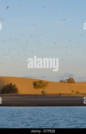 Vista di Maspalomas Gran Canaria Isole Canarie Spagna Foto Stock