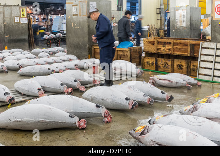Gli acquirenti giapponesi ispezionare grandi tonno congelato pesce sul pavimento del magazzino nel mercato del pesce Tsukiji, Tokyo, Giappone Foto Stock