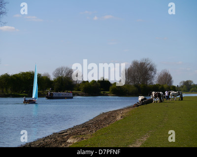 Barche di passare cavalli al pascolo su Prato Porta vicino a Oxford, Oxfordshire, Regno Unito Foto Stock