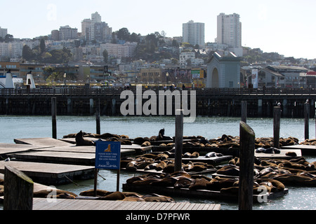 California i leoni di mare su Pier 39, Fisherman's Wharf di San Francisco, California. Foto Stock