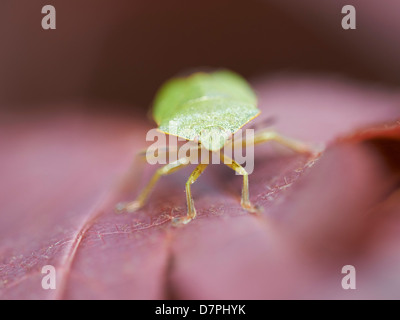 Close up schermo verde Bug Foto Stock