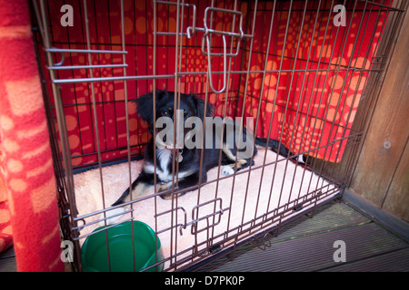 Cucciolo all'interno coperta coperto chiuso la gabbia del cane con coppa del separatore di condensa. Foto Stock