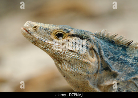 Spinosa nero-tailed Iguana (Ctenosaura similis) in Costa Rica foresta pluviale Foto Stock