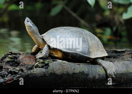 Fiume nero Tartaruga (Rhinoclemmys funerea) nel Parco Nazionale di Tortuguero in Costa Rica. Foto Stock