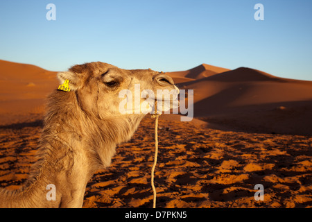 Erg Chebbi: Camel ritratto Foto Stock