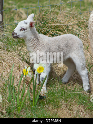 La molla di agnello in erba e narcisi Foto Stock