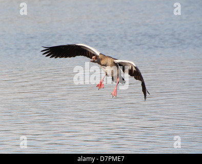 Immagine dettagliata di un egiziano Goose (Alopochen aegyptiaca) in volo in arrivo e lo sbarco sulle acque di un lago Foto Stock