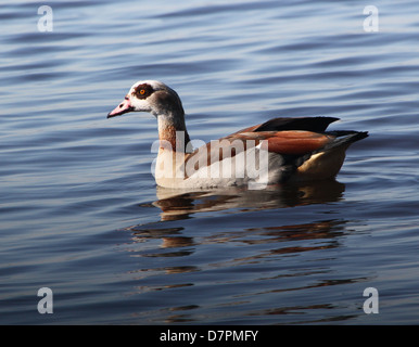 Maschio di oca egiziana (Alopochen aegyptiaca) nuotare in un lago Foto Stock