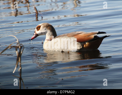 Maschio di oca egiziana (Alopochen aegyptiaca) nuotare in un lago Foto Stock