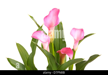 Quattro fiori di un rosa calla lily cultivar (Zantedeschia specie) e di foglie sane e verdi isolati contro uno sfondo bianco Foto Stock
