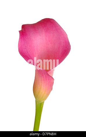 Fiore singolo e lo stelo di una rosa Calla Lily (Zantedeschia ibrido) isolati contro uno sfondo bianco Foto Stock