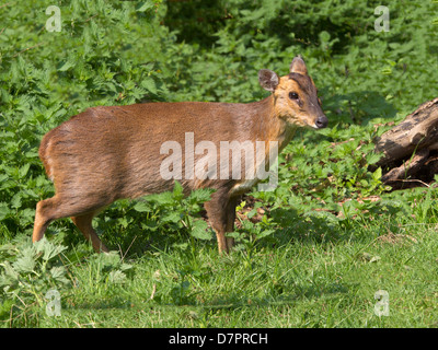 Reeve's muntjac deer ho Foto Stock