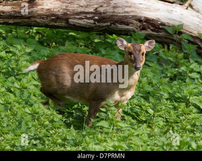 Reeve's muntjac deer in ortiche Foto Stock