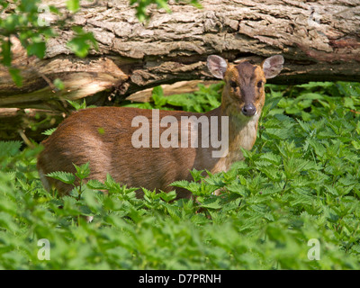 Reeve's muntjac deer in ortiche Foto Stock
