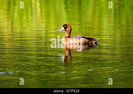 Maggiore Scaup, Aythya marila, Bluebill, su un lago tundra nella sezione occidentale del Parco Nazionale di Denali, Alaska, STATI UNITI D'AMERICA Foto Stock