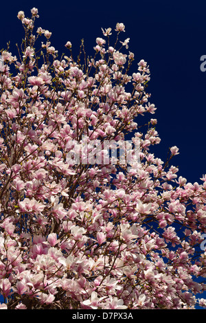 Fiori rosa e bianchi su un albero di magnolia in primavera contro un cielo blu a Toronto in Canada Foto Stock