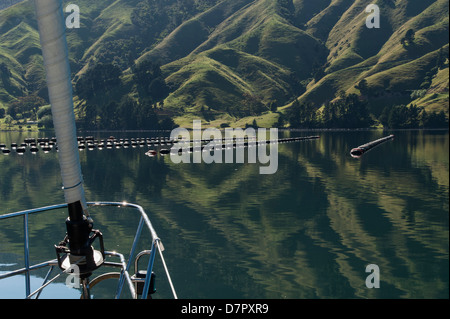 Acquacoltura in suoni, una mitilicoltura in Cissy Bay, Hallam Cove, Pelorus Suono, Nuova Zelanda Foto Stock