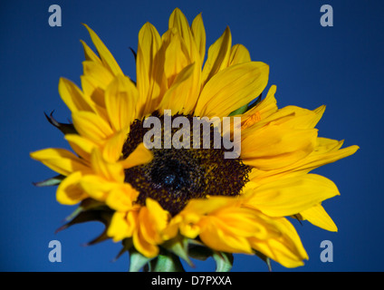 Un girasole illuminata con dure e restringere la luce. Foto Stock