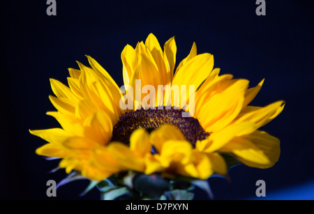 Un girasole illuminata con dure e restringere la luce. Foto Stock