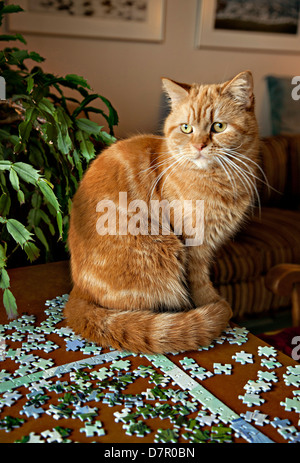 Femmina arancione tabby cat seduto su una tabella con un immagine incompiuto puzzle e i pezzi del puzzle sotto il suo. Foto Stock