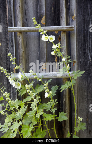 Hollyhock crescente contro la scala sul weathered cottage Foto Stock