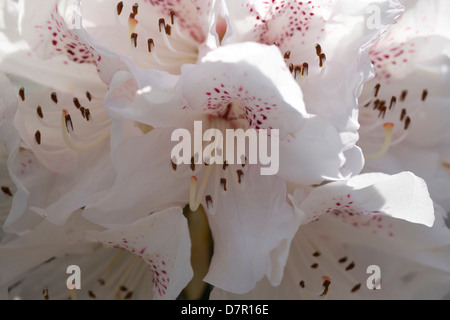 Rhododendron allegria natalizia Closeup Foto Stock