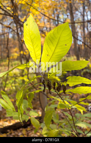 Lascia girare a Nashville's Radnor Lake. Foto Stock