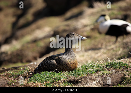 Eider femmina anatra seduta sul suo nido mentre il più luminoso più colorate sitands maschio a breve distanza dalla sua Foto Stock